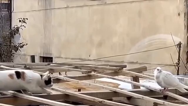 VID_20231113_183921_873.mp4