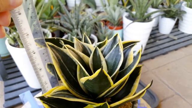 Sansevieria hahnii jade marginata, Black star смотреть онлайн
