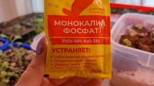НЕВЕРОЯТНЫЙ РЕЗУЛЬТАТ!!! ВОЛШЕБНАЯ подкормка ДЛЯ РАССАДЫ! ОБЯЗАТЕЛЬНО ПОПРОБУЙТЕ!!!