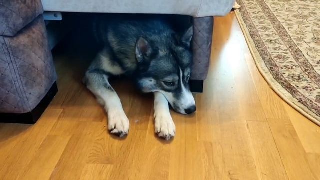 Выкуривание зверя из норы. смотреть онлайн