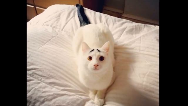 кошки с необычным окрасом смотреть онлайн