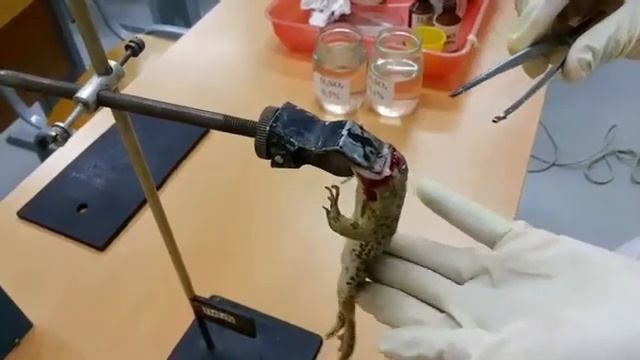 Центральное торможение спинномозговых рефлексов Опыт И М Сеченова смотреть онлайн