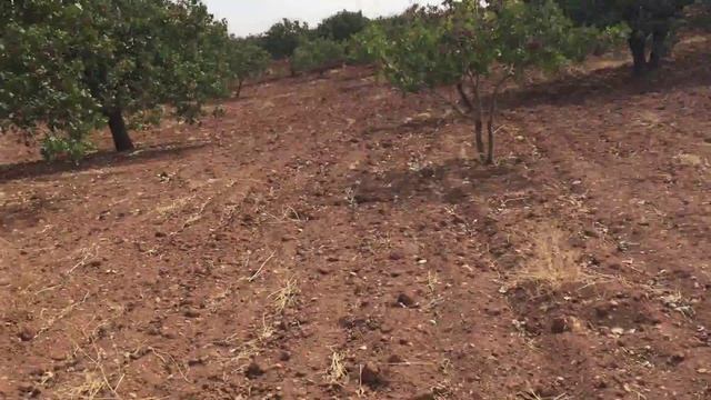 Antep Fıstığı Turkish Antep Pistachios Pistacia Vera смотреть онлайн