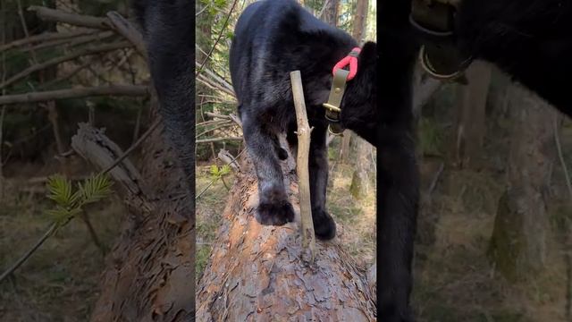 Leopard Luna Walks On A Tree