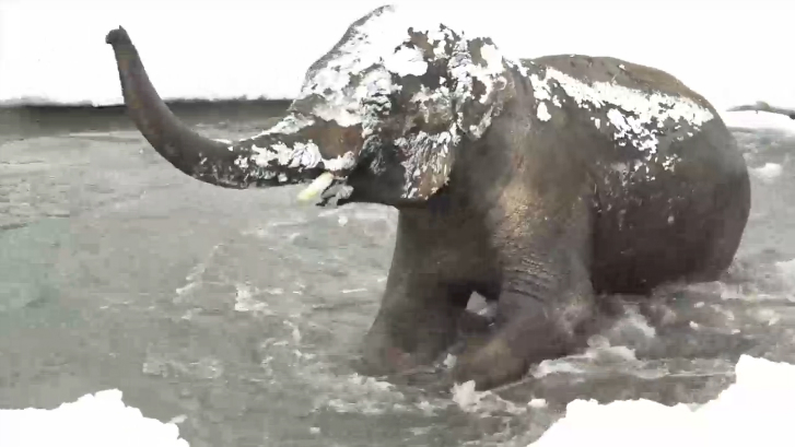 Снегопад в Орегонском зоопарке смотреть онлайн