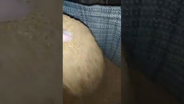 Отруби Просяные смотреть онлайн