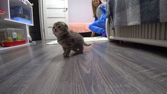 Видео про кошку! Котята открыли глаза! Мама кошка смотреть онлайн