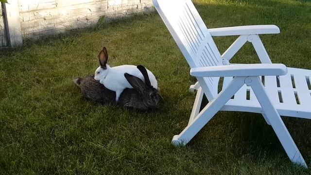 смешно! спаривание кроликов. Животные Крис смотреть онлайн