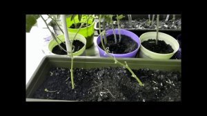 Сорт огурца Балконный -мой опыт выращивания.