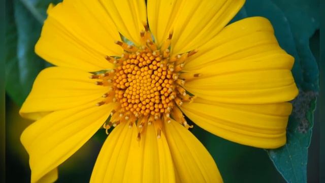 ТИТОНИЯ (TITHONIA) смотреть онлайн