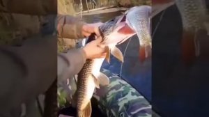 Рыбалка "Жадная щука".