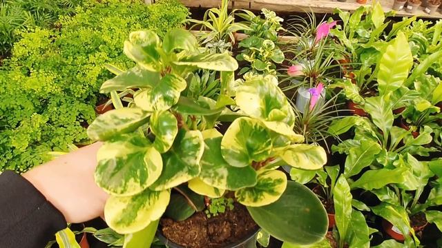 Остров Тенерифе. Большой обзор растений в садовом центре Garden Home. смотреть онлайн