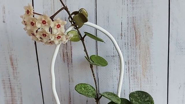 Хойя Матильда сплеш цветение, Hoya Matilda splash смотреть онлайн