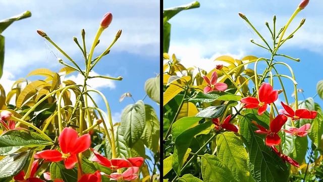 Sony Xperia XZ3 VS Huawei P20 Pro Camera Test смотреть онлайн