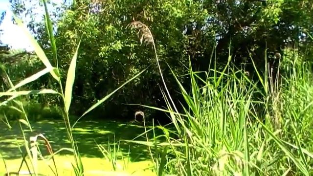 Чем кормить кур смотреть онлайн