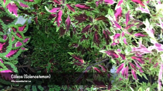 ▶ ¿POR QUÉ SE MUEREN MIS PLANTAS? 😱 Necesidades de LUZ en las PLANTAS 🌳 смотреть онлайн