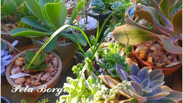 FLORAÇÃO DAS SUCULENTAS
