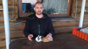 Как приучить кролика к рукам