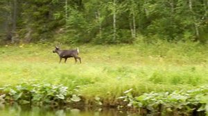 Северный Тиман 2020. Часть 2. Пандемия. Гуси, олень.