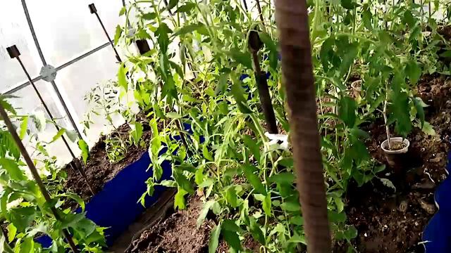 Какие мы стали большими(помидоры) смотреть онлайн