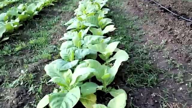 Как проливает грунт капельный полив