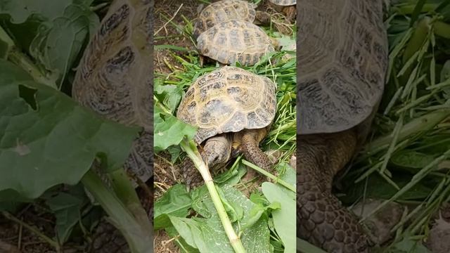 Что едят среднеазиатские черепахи?|Как едят черепахи смотреть онлайн