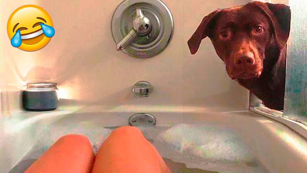 Самые смешные видео с животными ? - Смешные коты приглашены на собачью часть #18 смотреть онлайн