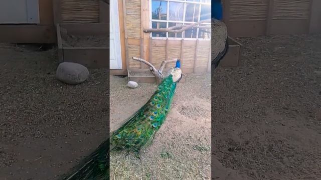 В чём измеряется хвост Павлина.. смотреть онлайн