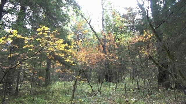 Лес. смотреть онлайн