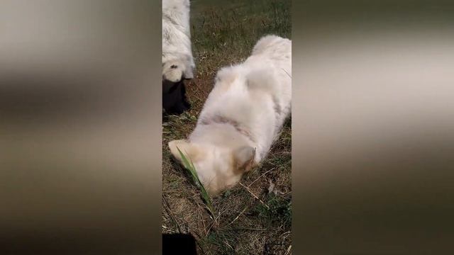 Якутский лайки Нарья и Локи отдыхают на природе смотреть онлайн