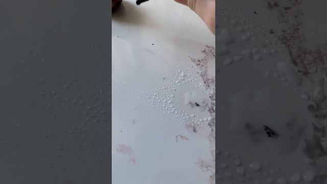 Что делать если у улитки откололся панцырь?(Улитки Буся и Кнопа)