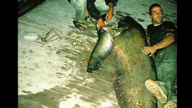 Пойман самый большой сом в мире! Рекорд Гиннесса. ТОП-5 самых крупных сомов в разных странах. смотреть онлайн