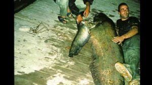 Пойман самый большой сом в мире! Рекорд Гиннесса. ТОП-5 самых крупных сомов в разных странах.