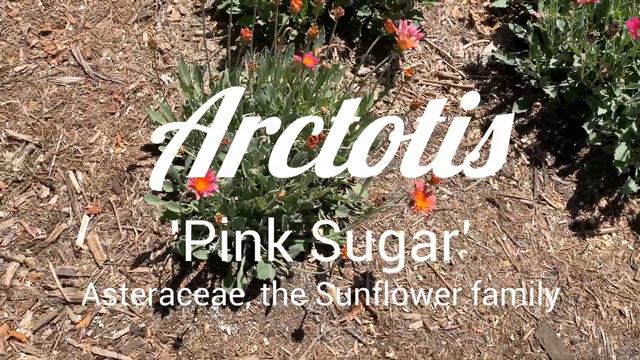 Arctotis 'Pink Sugar' April 2022 смотреть онлайн