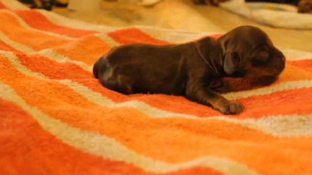 7 сука фиолетовая лента смотреть онлайн