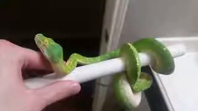 Green Tree Python Post Shed смотреть онлайн
