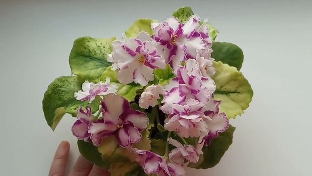 Цветущие фиалки. Обзор. Май - часть 2 смотреть онлайн