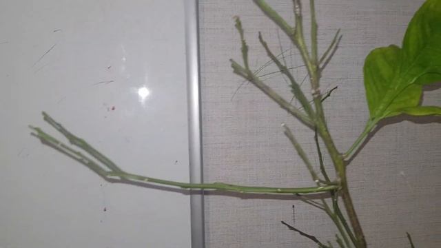 Лимон мейера. Особенности ухода и развития  уникального сорта.