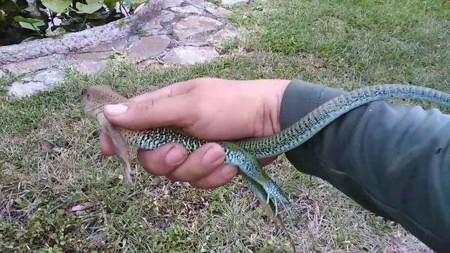 Wild caught Ameiva Lizard FL смотреть онлайн