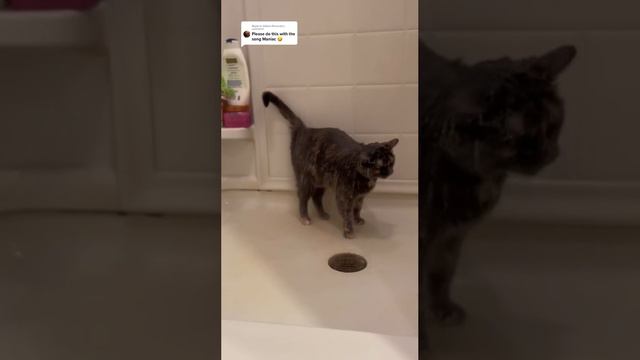 котик любит душ смотреть онлайн