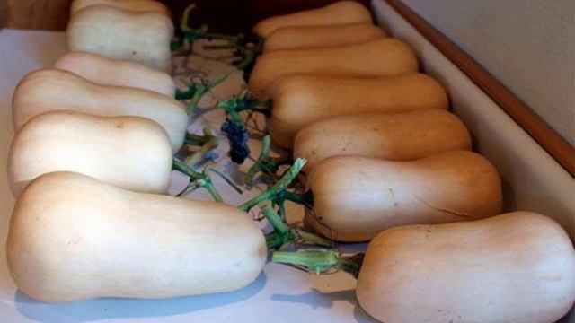 Как хранить кабачки на зиму смотреть онлайн