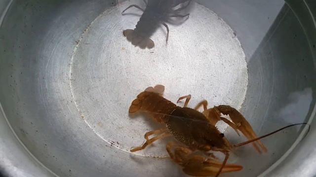 Раки для аквариума смотреть онлайн