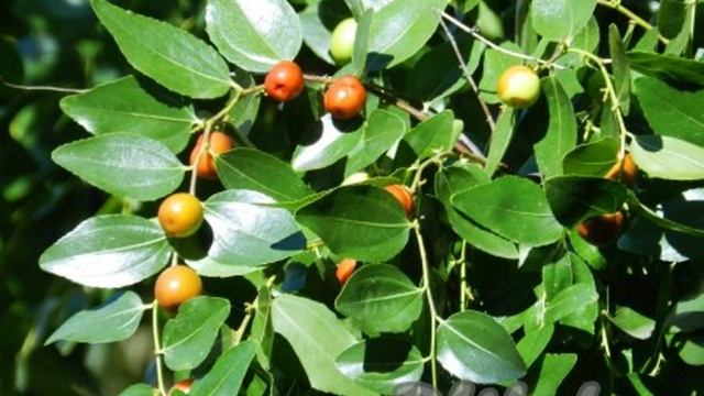 Кухня Мамашки