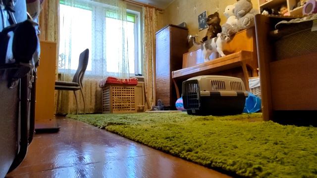 Камера наблюдения. Часть 7. смотреть онлайн