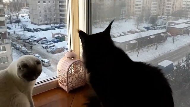 Мейн кун - денежная дыра. Если у вас мало денег не заводите мейкуна. Майкун для семьи.