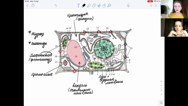 Биология (6 класс) - Цитология - Анатомия клетки смотреть онлайн