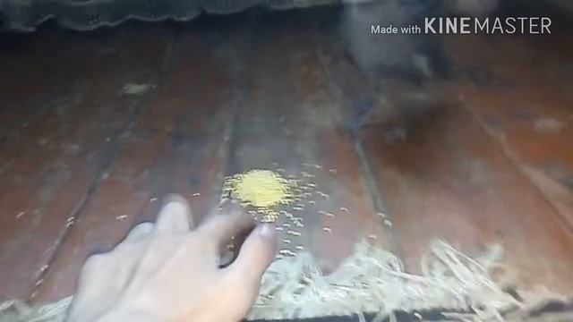 Спасение галчонка смотреть онлайн