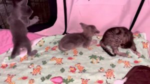 Ориентальные котята