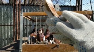 Голуби породы турман. Часть вторая. Краснопегие разведение. Константин Шарпов. Обзор голубей.