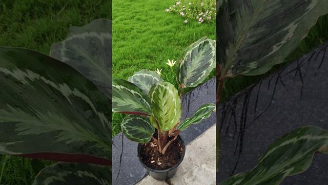 Lets make our CALATHEA ( calathea roseopicta medallion) more beautiful ! | PLANTS AND PLANET смотреть онлайн